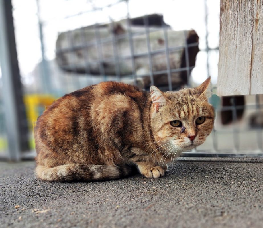 Mamicha - Chat à adopter