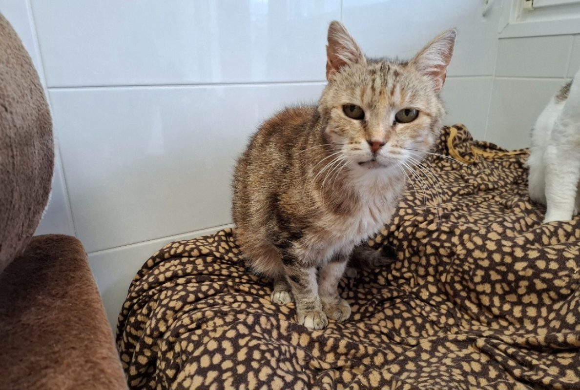Mamicha - Chat à adopter