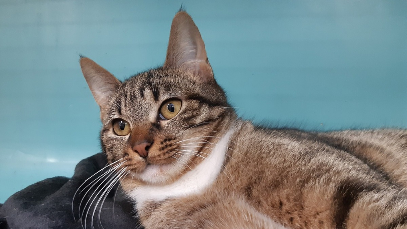 Photo #1 de Lougatine