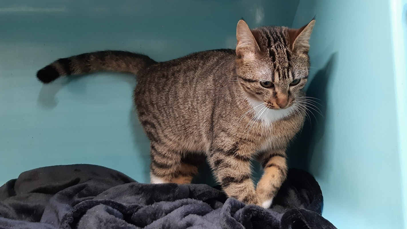 Photo #2 de Lougatine