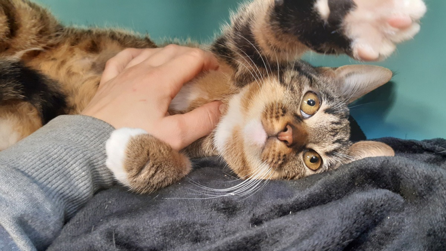 Photo #3 de Lougatine