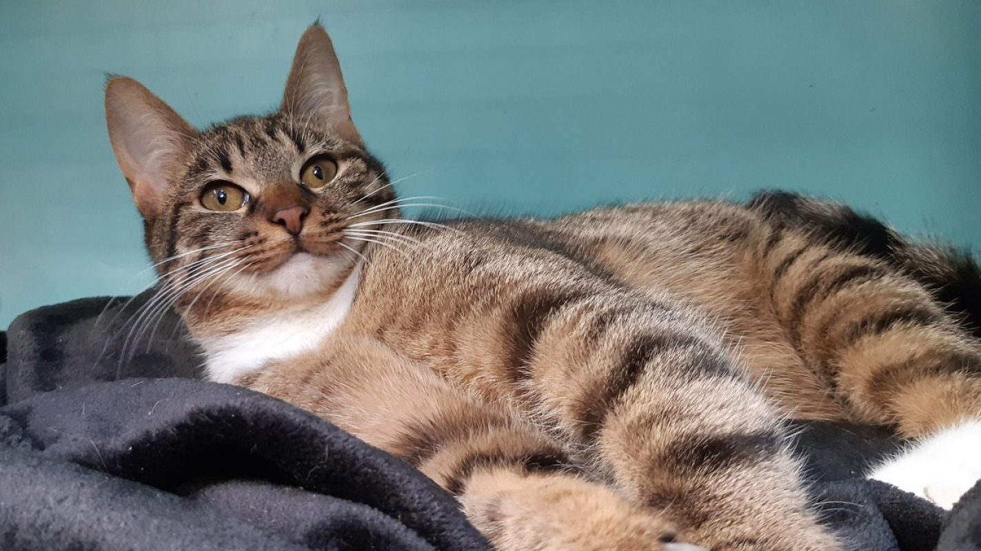 Photo #4 de Lougatine