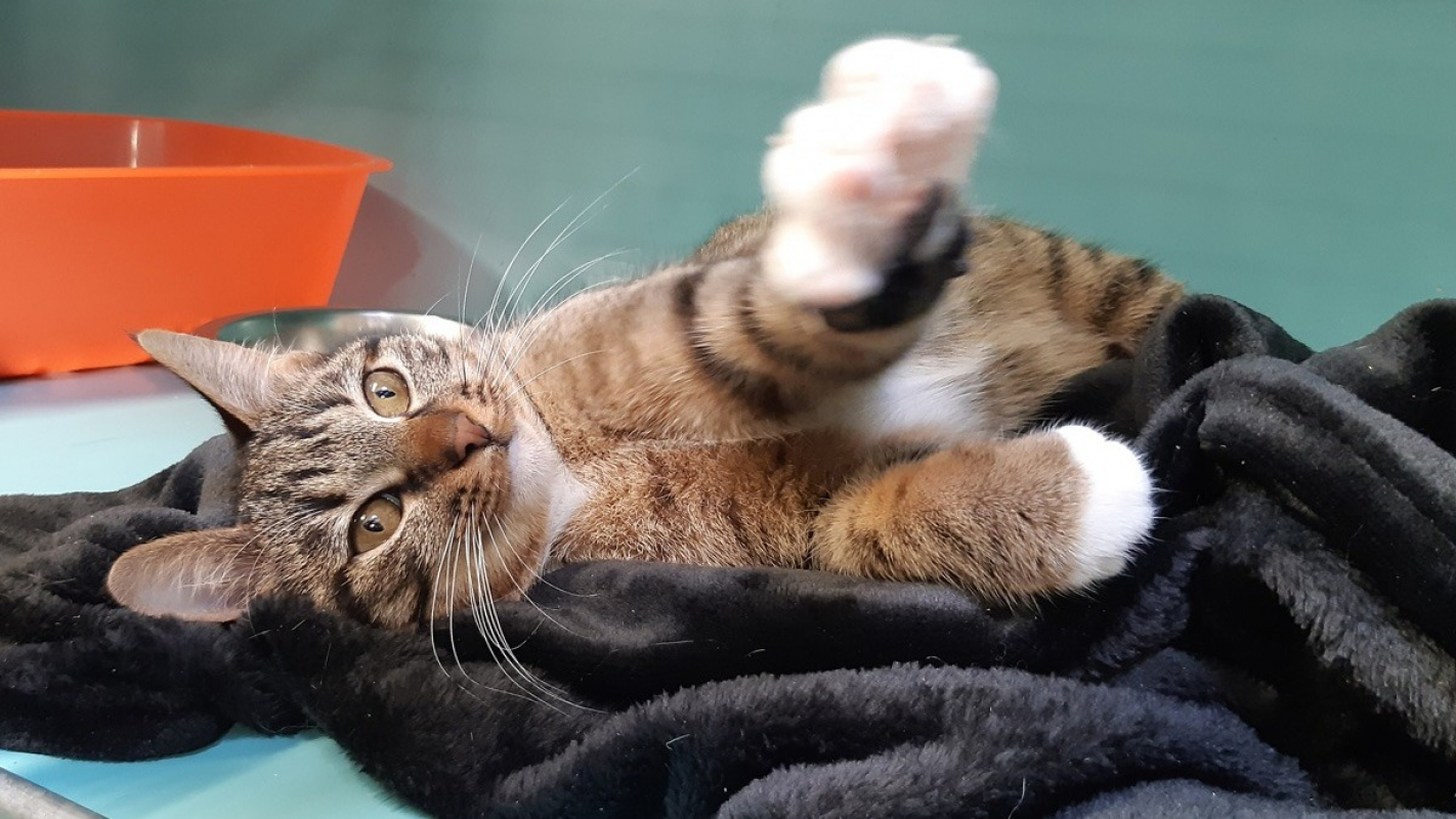 Photo #5 de Lougatine