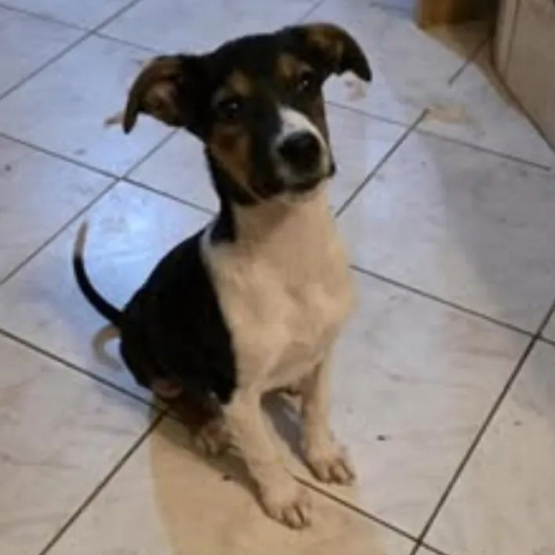 Photo #2 de AMERICANA