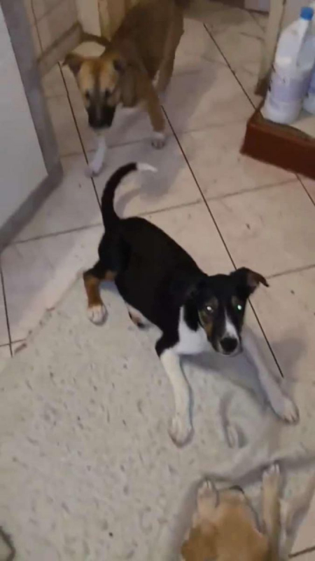 Photo #3 de AMERICANA