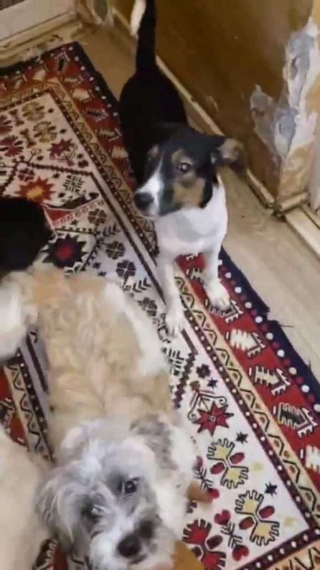 Photo #4 de AMERICANA