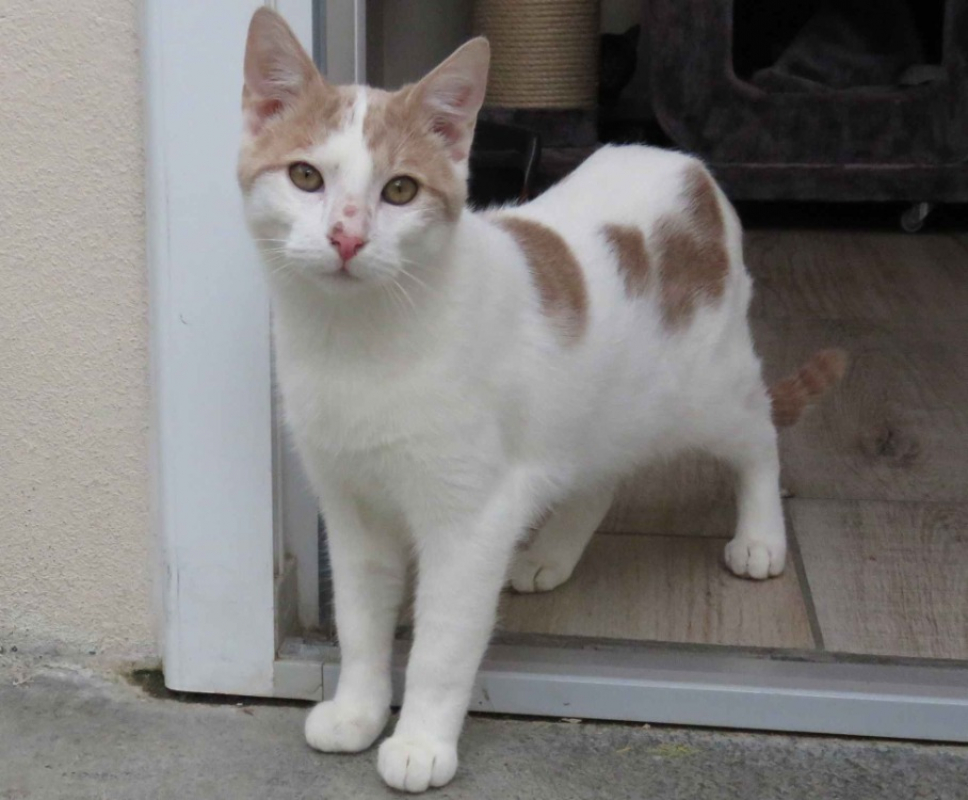 Photo #2 de Nougat