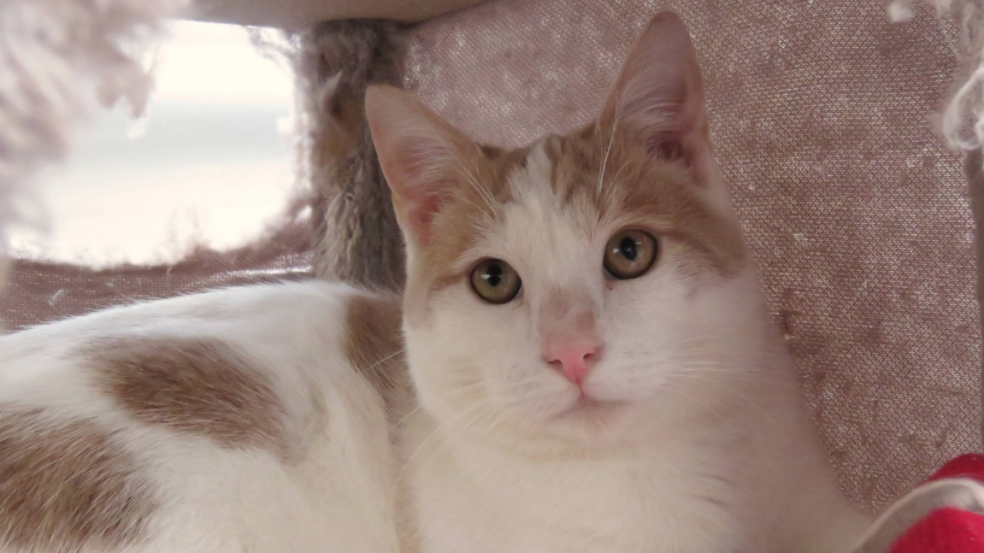 Photo #3 de Nougat