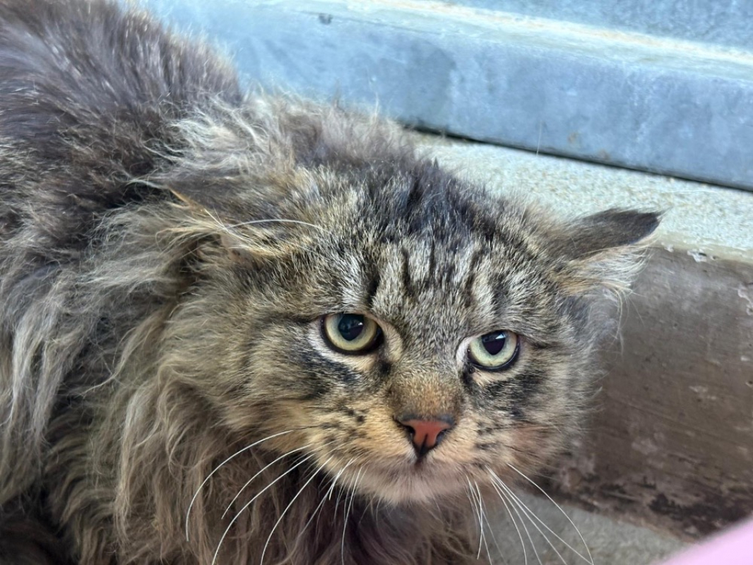 Photo #1 de Valentin's