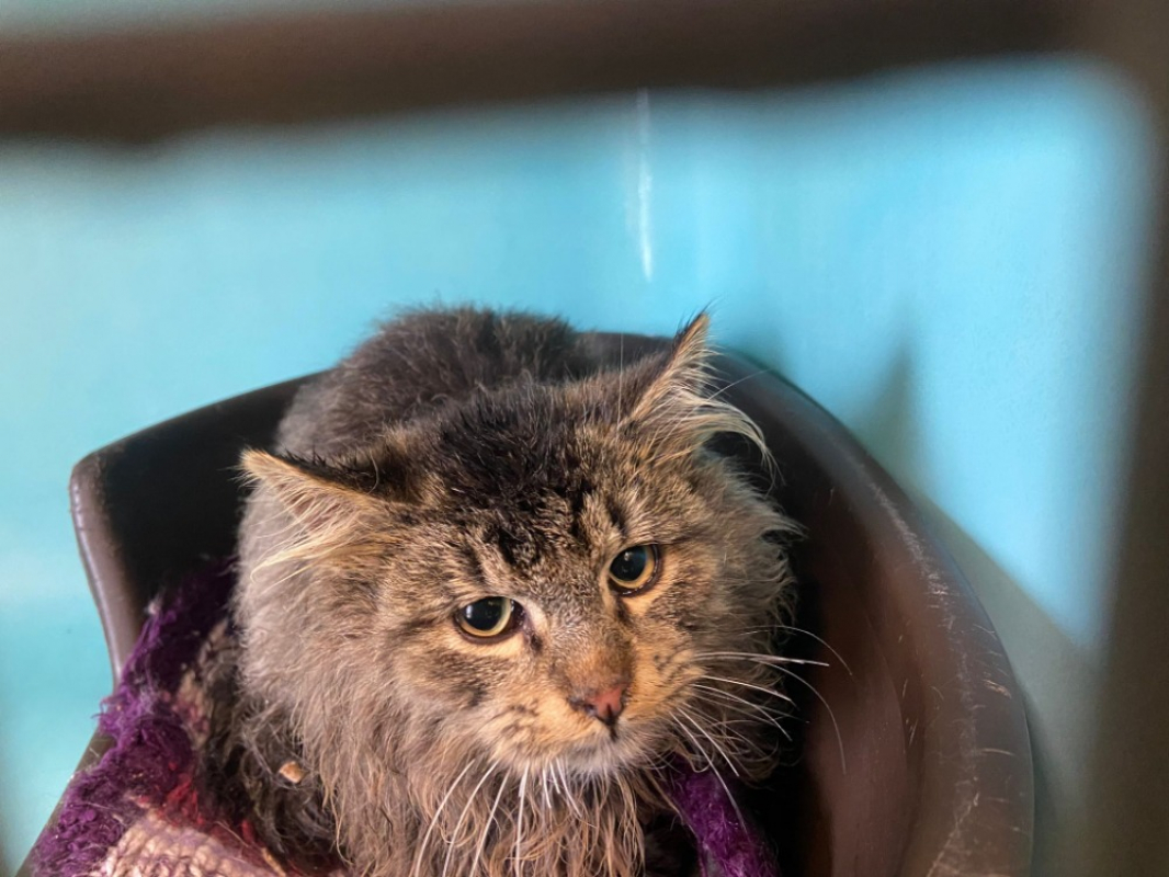 Photo #2 de Valentin's