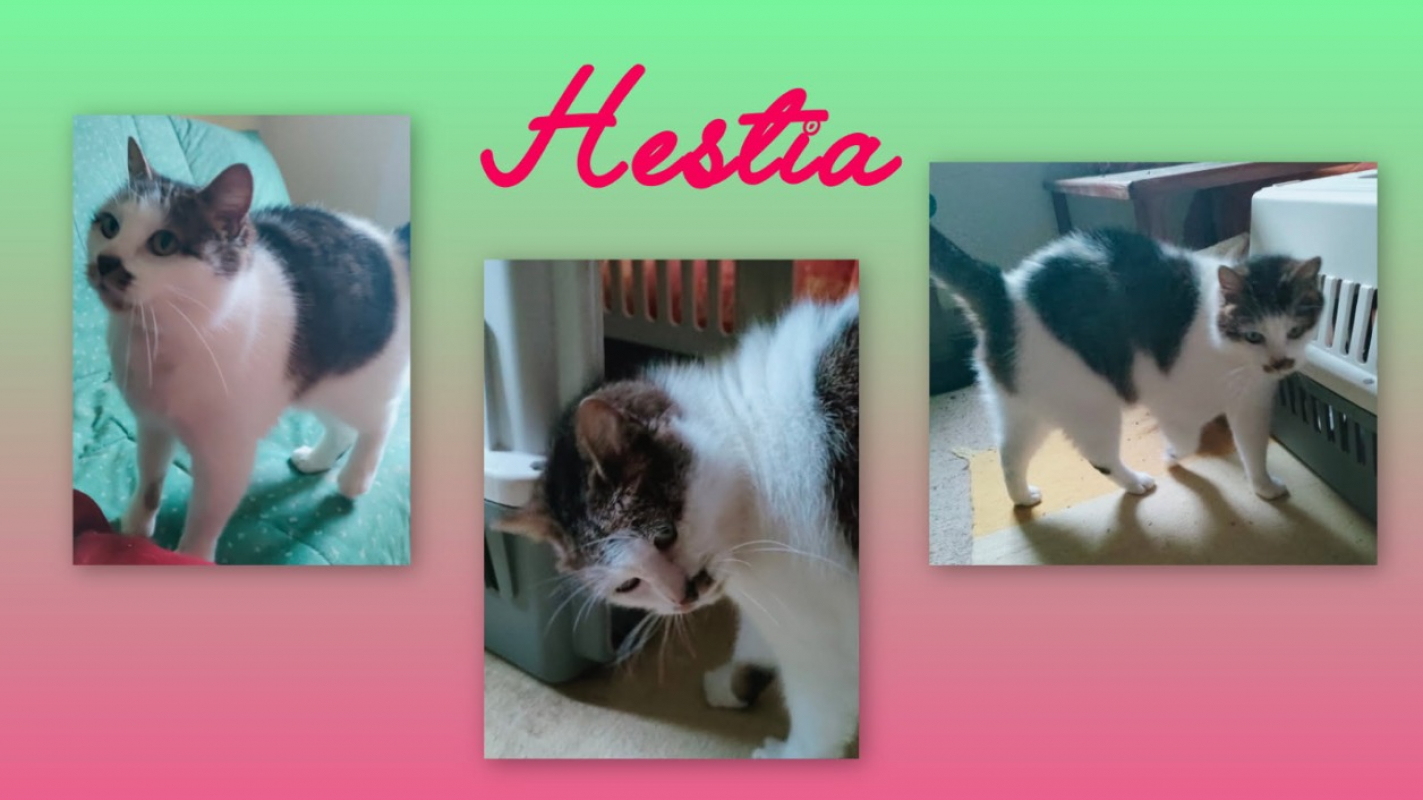 Photo de Hestia