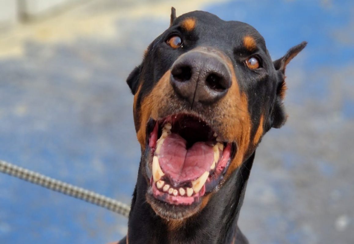 Dobik a trouve sa famille - Chien Dobermann à adopter