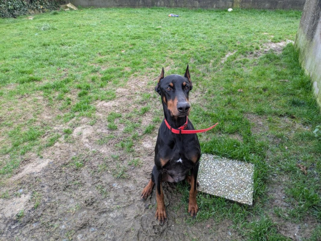 Dobik a trouve sa famille - Chien Dobermann à adopter - photo 2