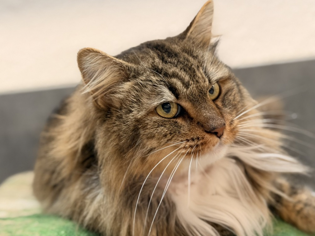 Photo #1 de Pattebrisee