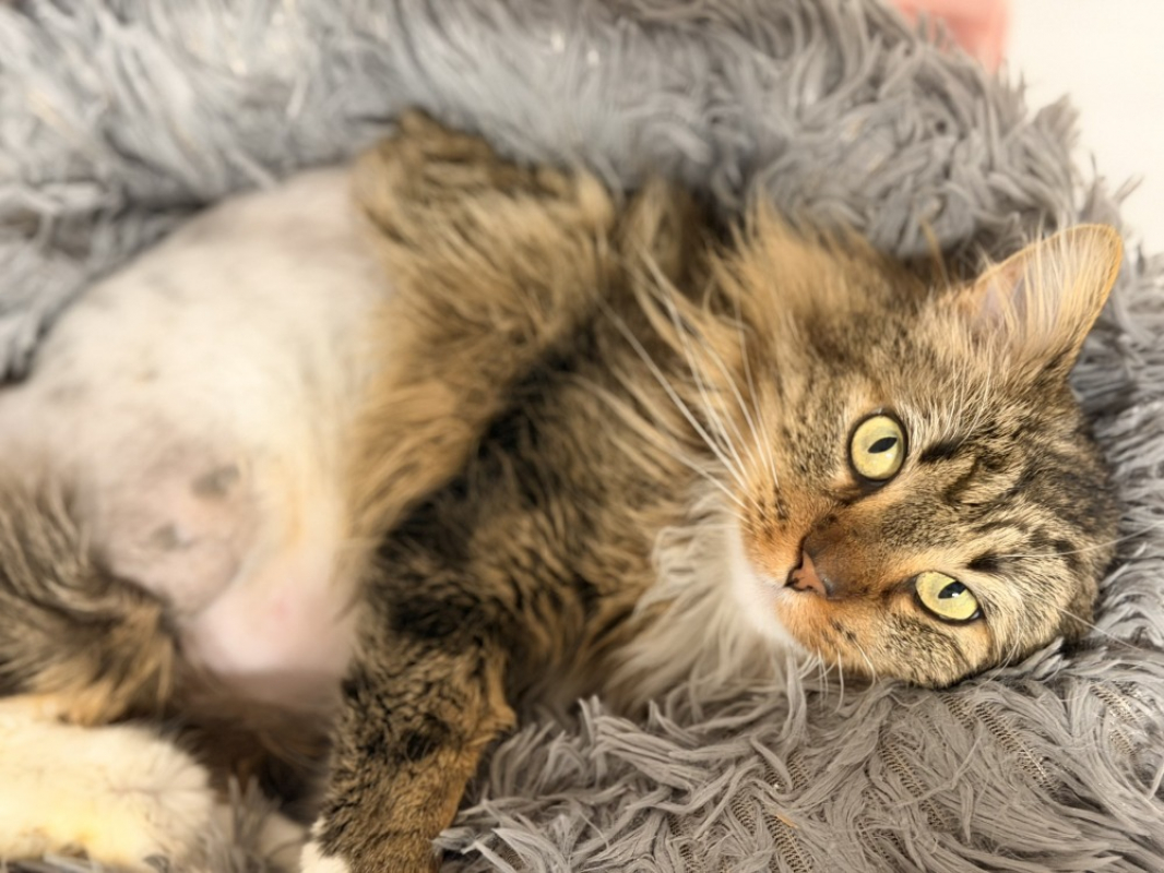 Photo #2 de Pattebrisee