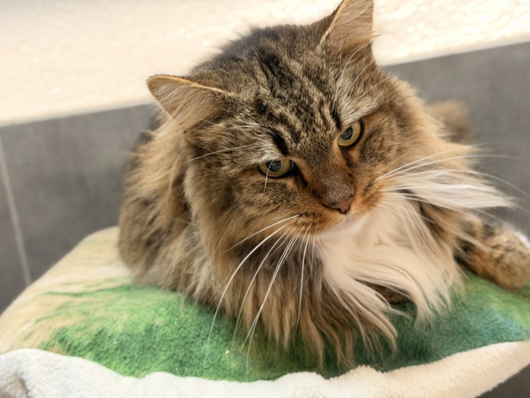 Photo #3 de Pattebrisee