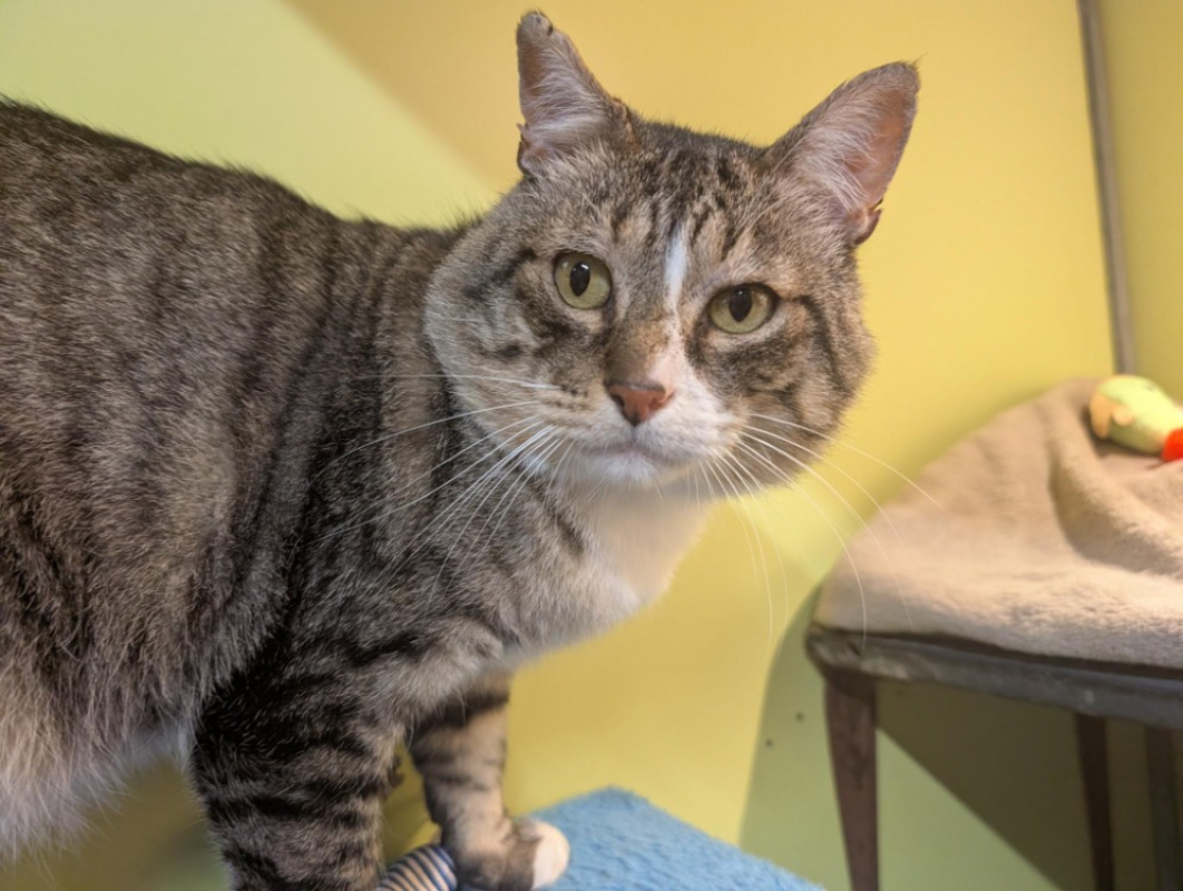 Photo #1 de Celestin