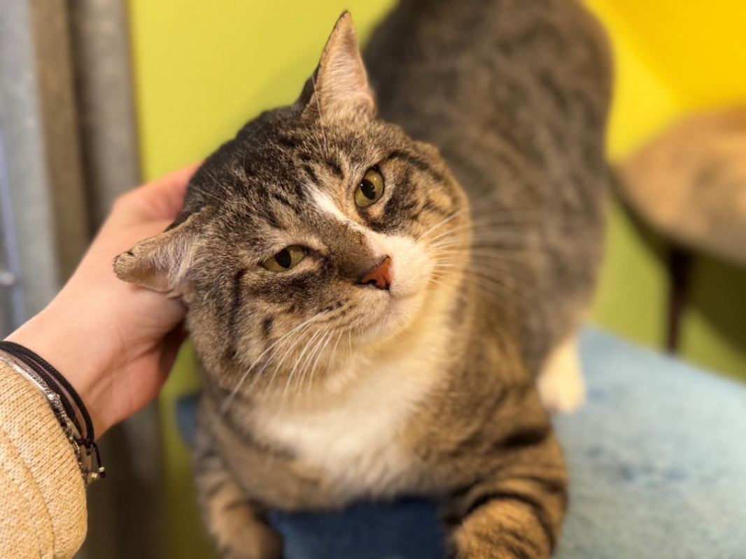 Photo #1 de Celestin