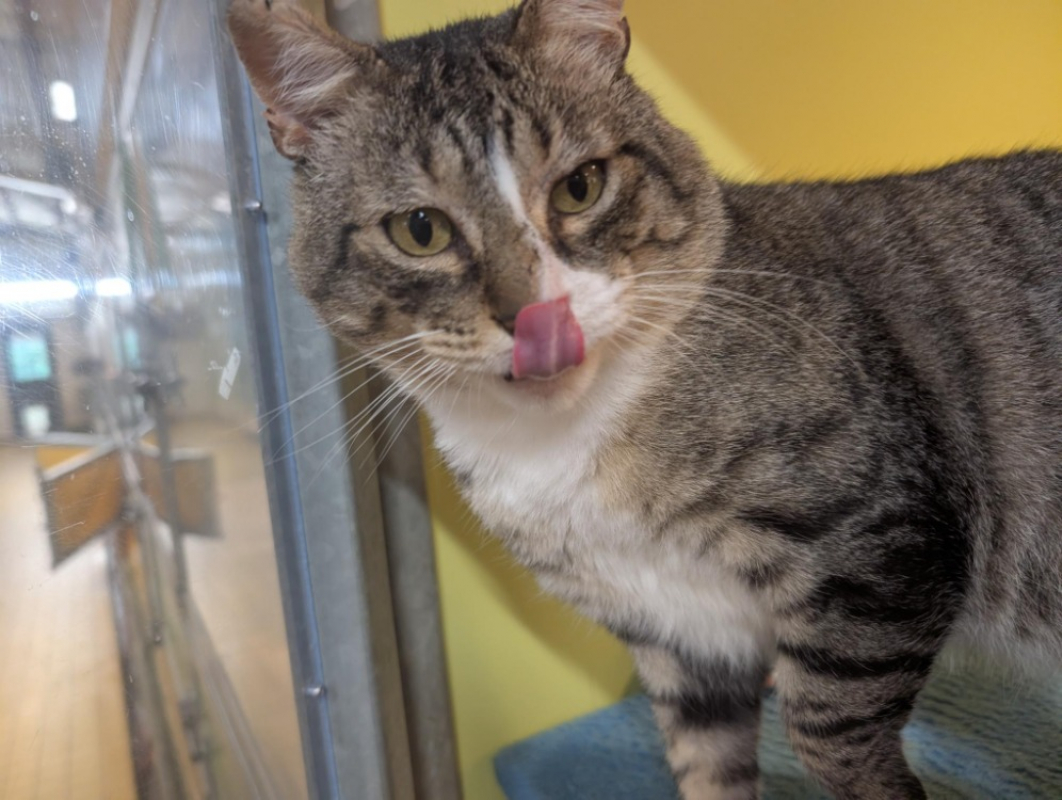 Photo #3 de Celestin