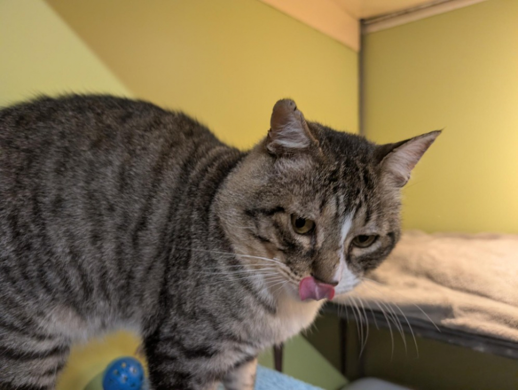 Photo #4 de Celestin