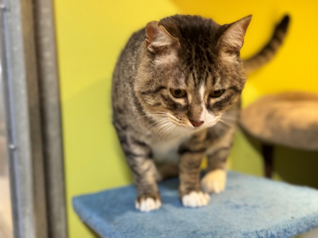 Photo #5 de Celestin