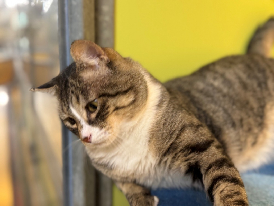 Photo #6 de Celestin