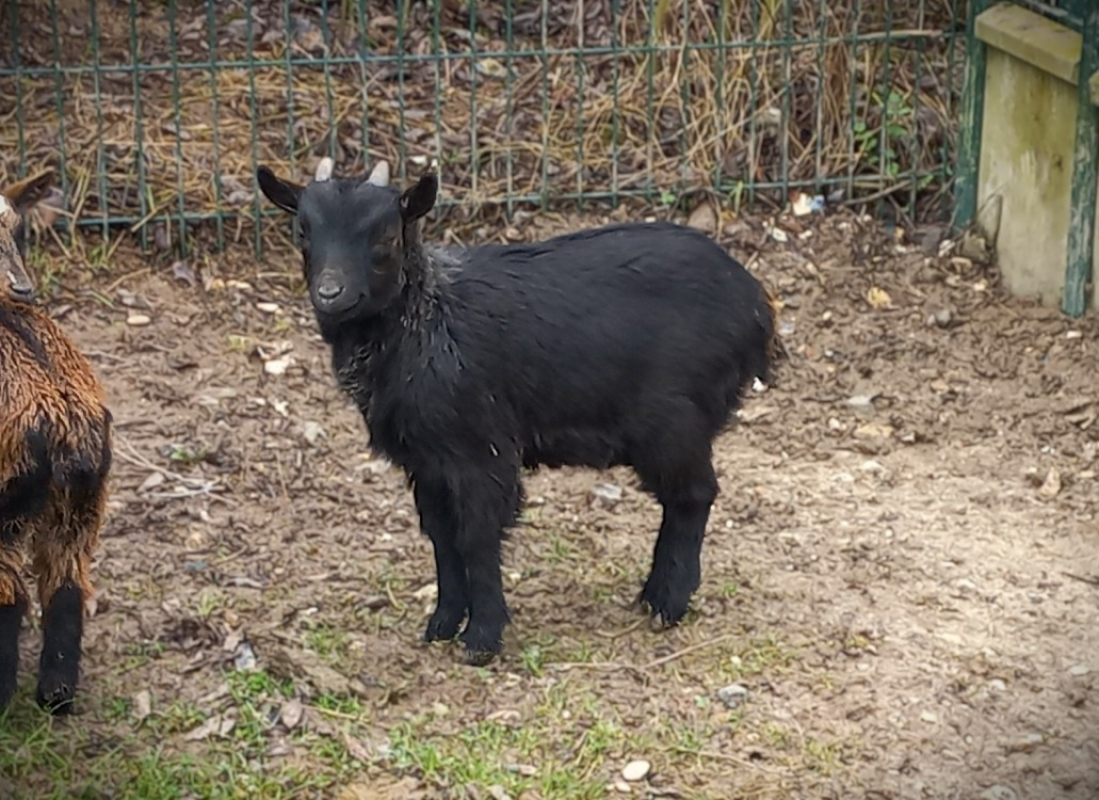 Photo #1 de Gédéon