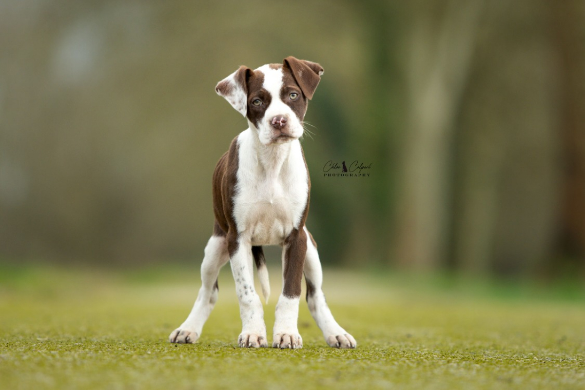 Photo #1 de Scratchy