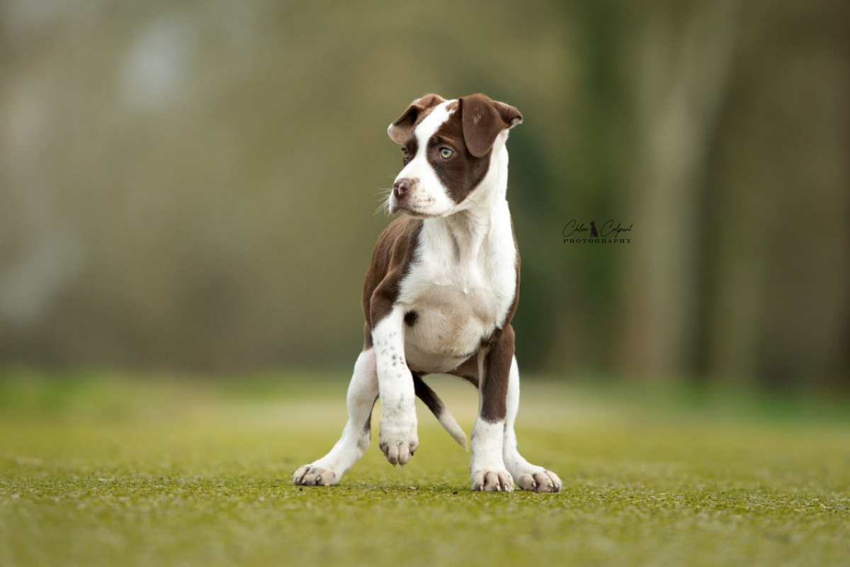 Photo #2 de Scratchy