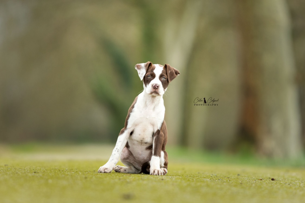 Photo #3 de Scratchy