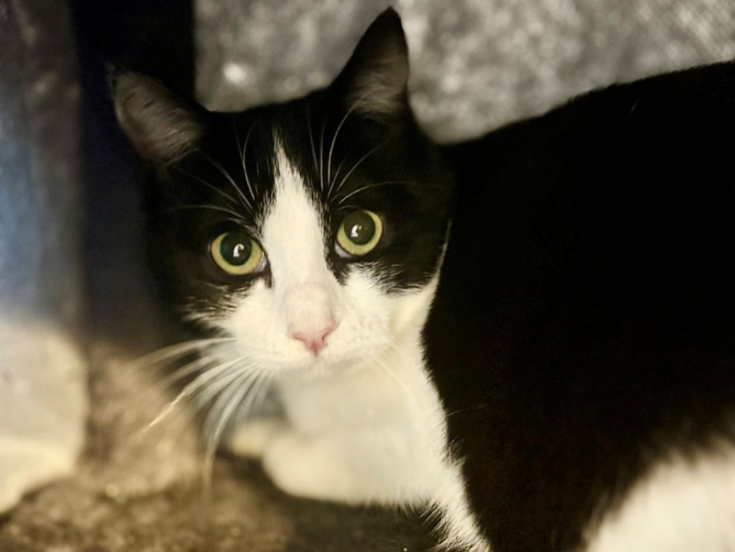 Photo #1 de Arthemis