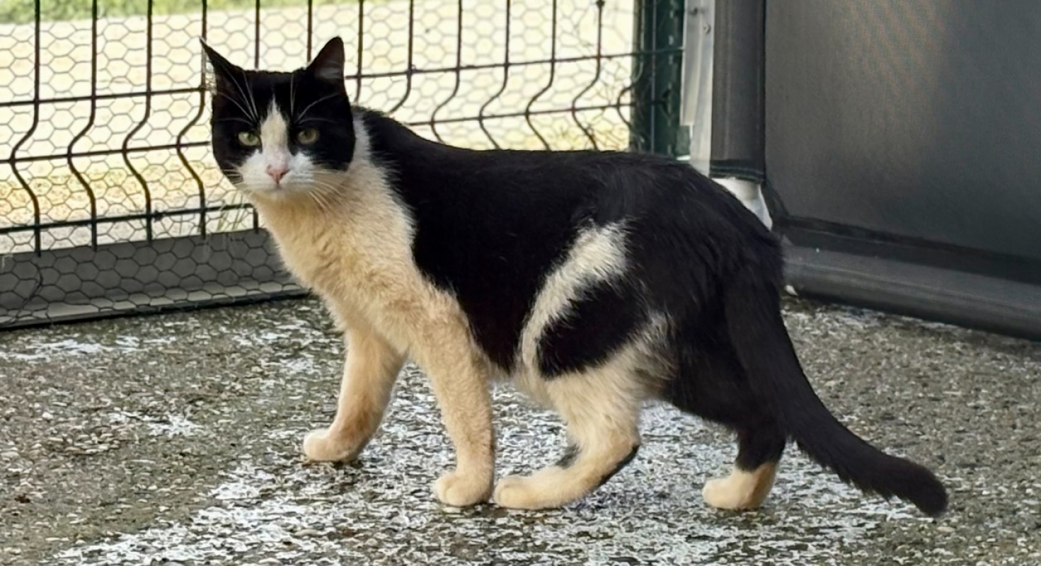 Photo #3 de Arthemis