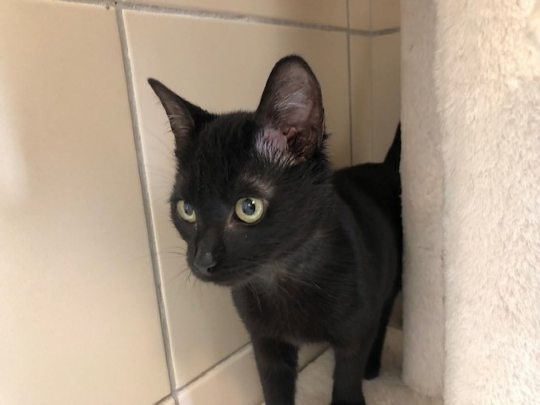 Photo #1 de Bagheera