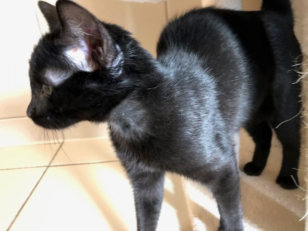 Photo #2 de Bagheera