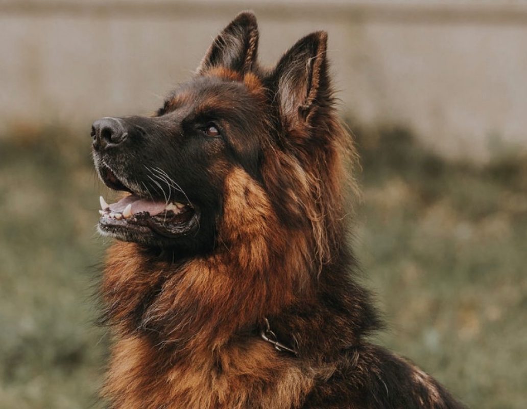 Sam - Chien Berger Allemand à adopter