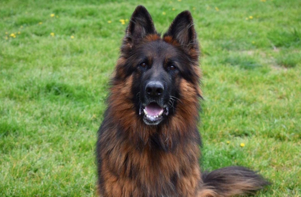 Sam - Chien Berger Allemand à adopter - photo 2