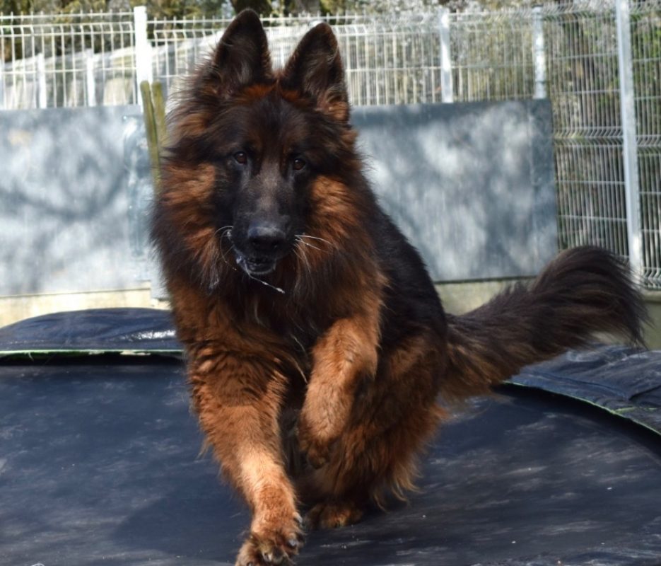 Sam - Chien Berger Allemand à adopter - photo 4