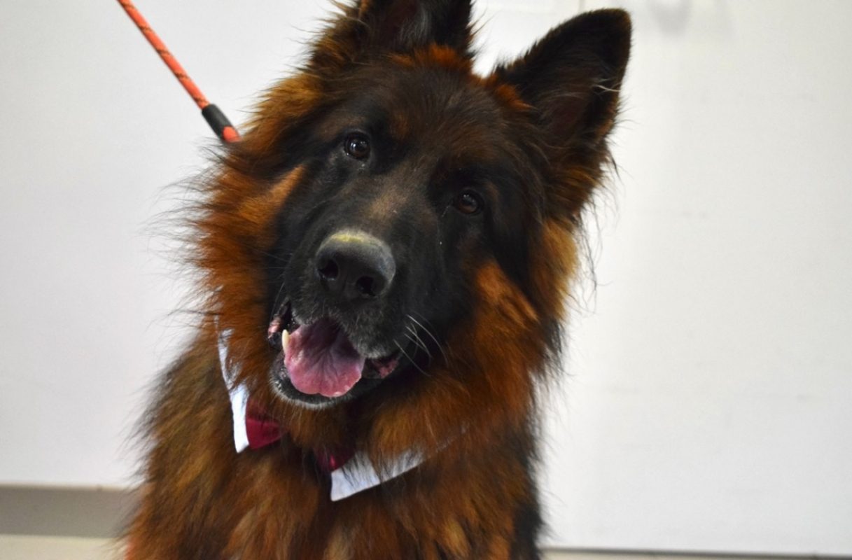 Sam - Chien Berger Allemand à adopter - photo 6
