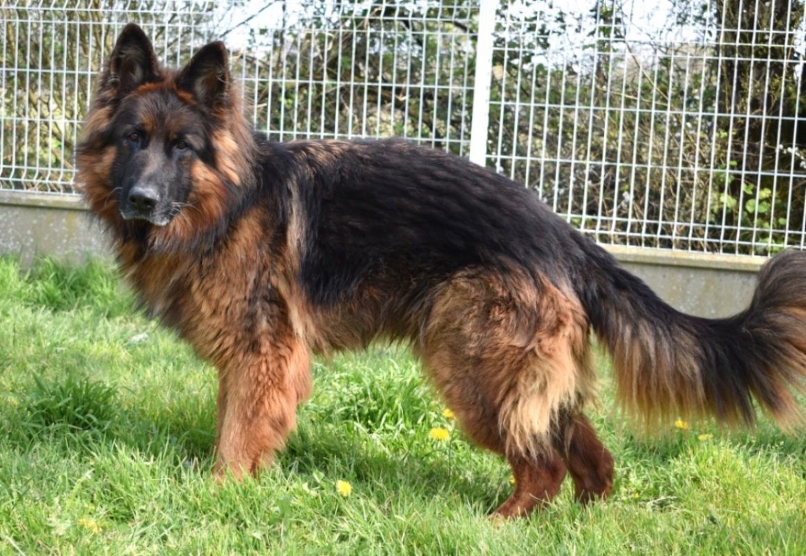 Sam - Chien Berger Allemand à adopter - photo 7