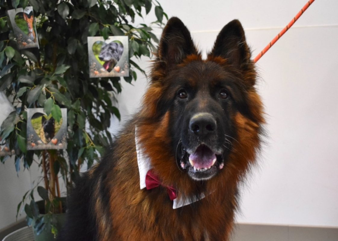 Sam - Chien Berger Allemand à adopter - photo 8