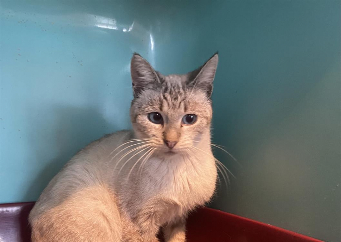 Photo #1 de Faustine