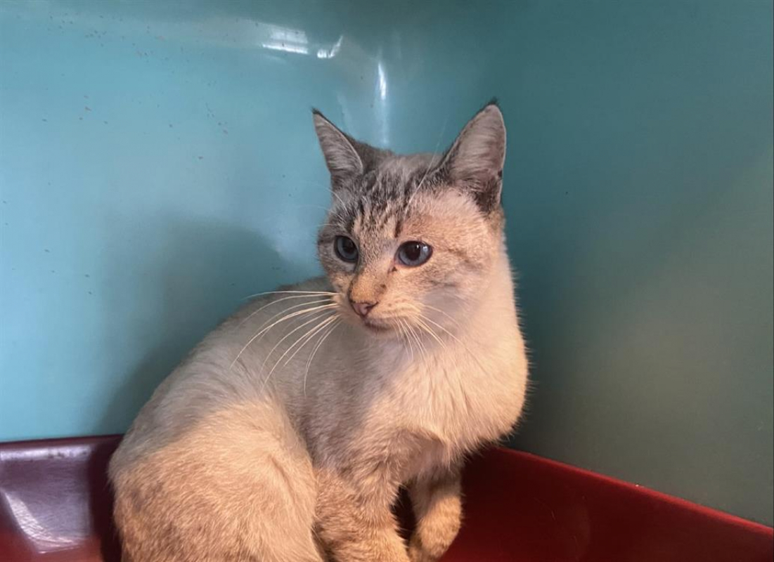 Photo #2 de Faustine