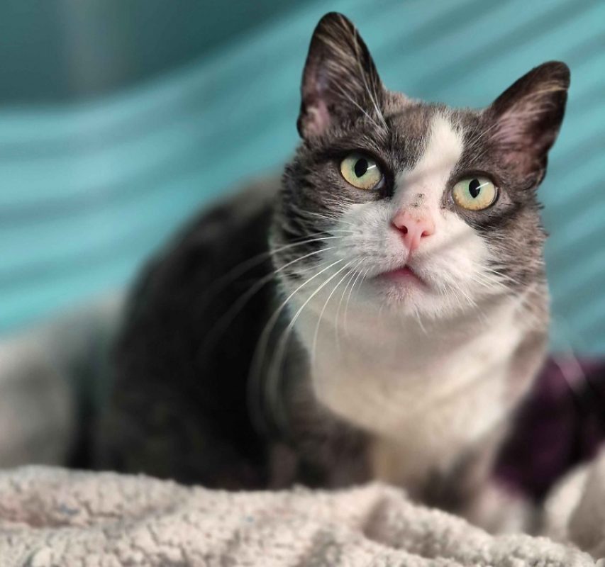 Kikie - Chat Européen à adopter