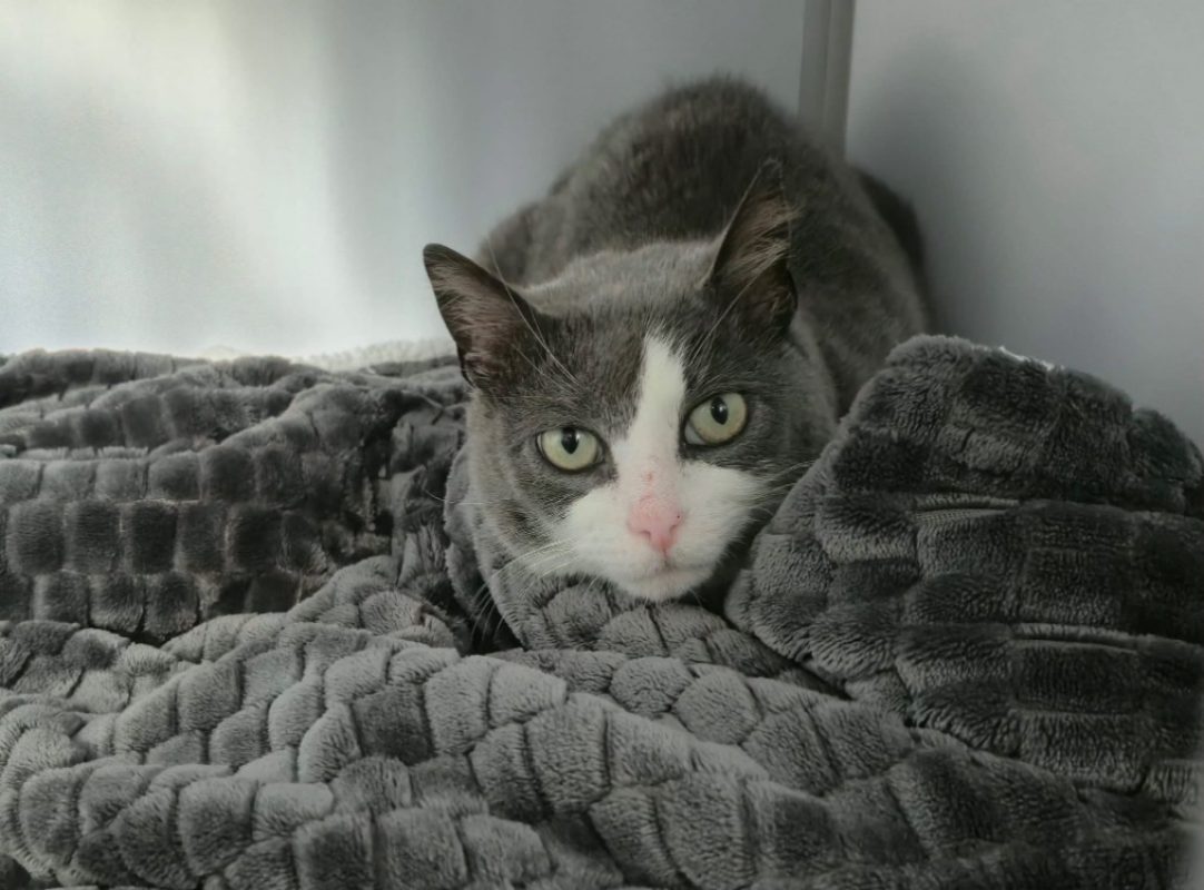 Kikie - Chat Européen à adopter - photo 2