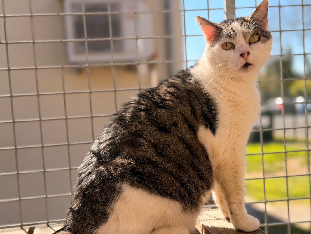 Photo #2 de Palombaggia