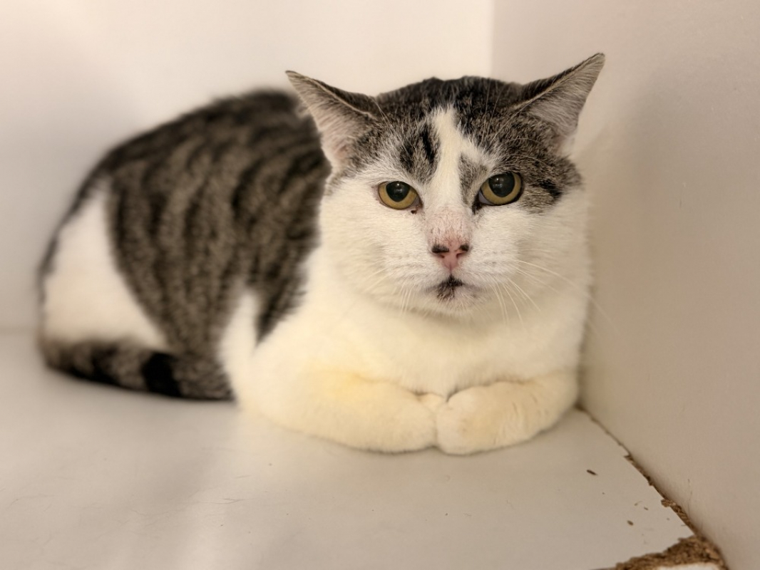 Photo #4 de Palombaggia