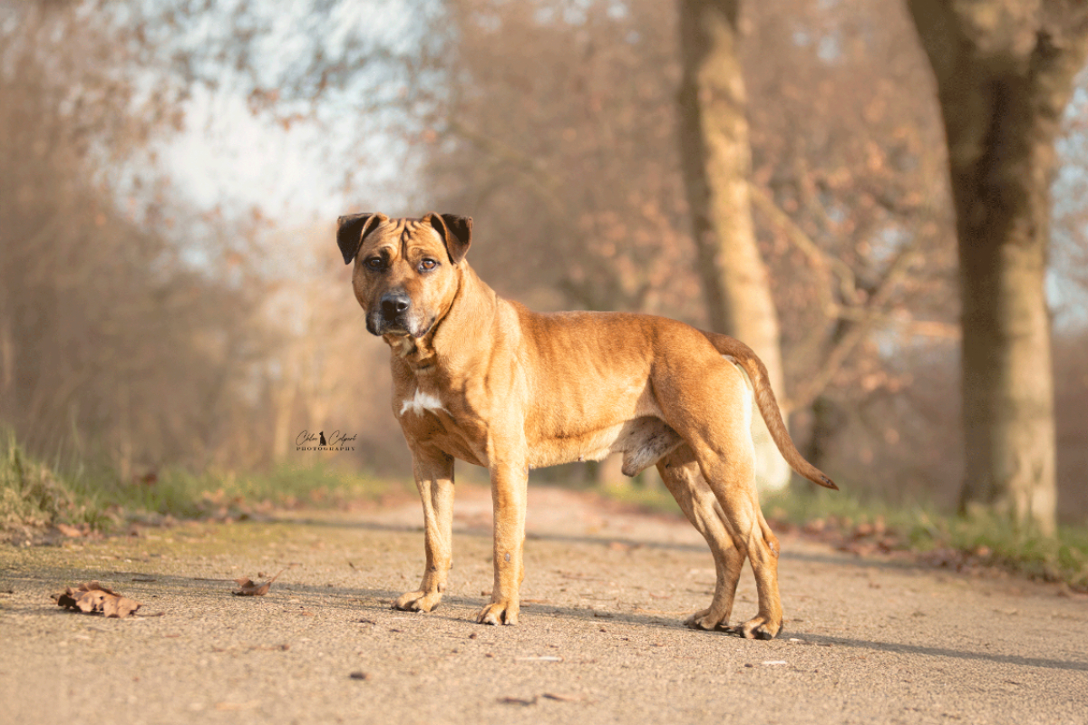 Photo #2 de Dobby