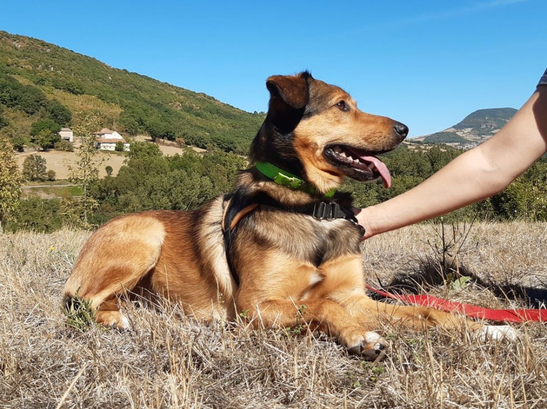 Louba - Chien Berger à adopter