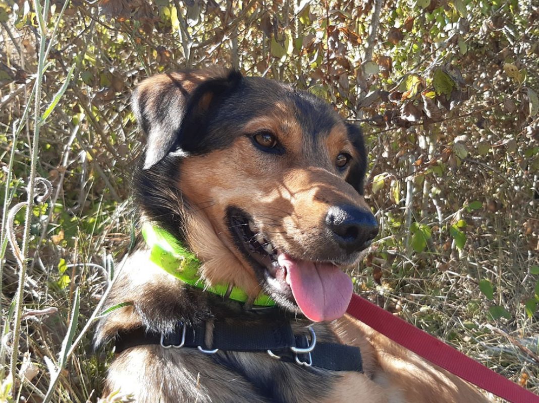 Louba - Chien Berger à adopter - photo 2