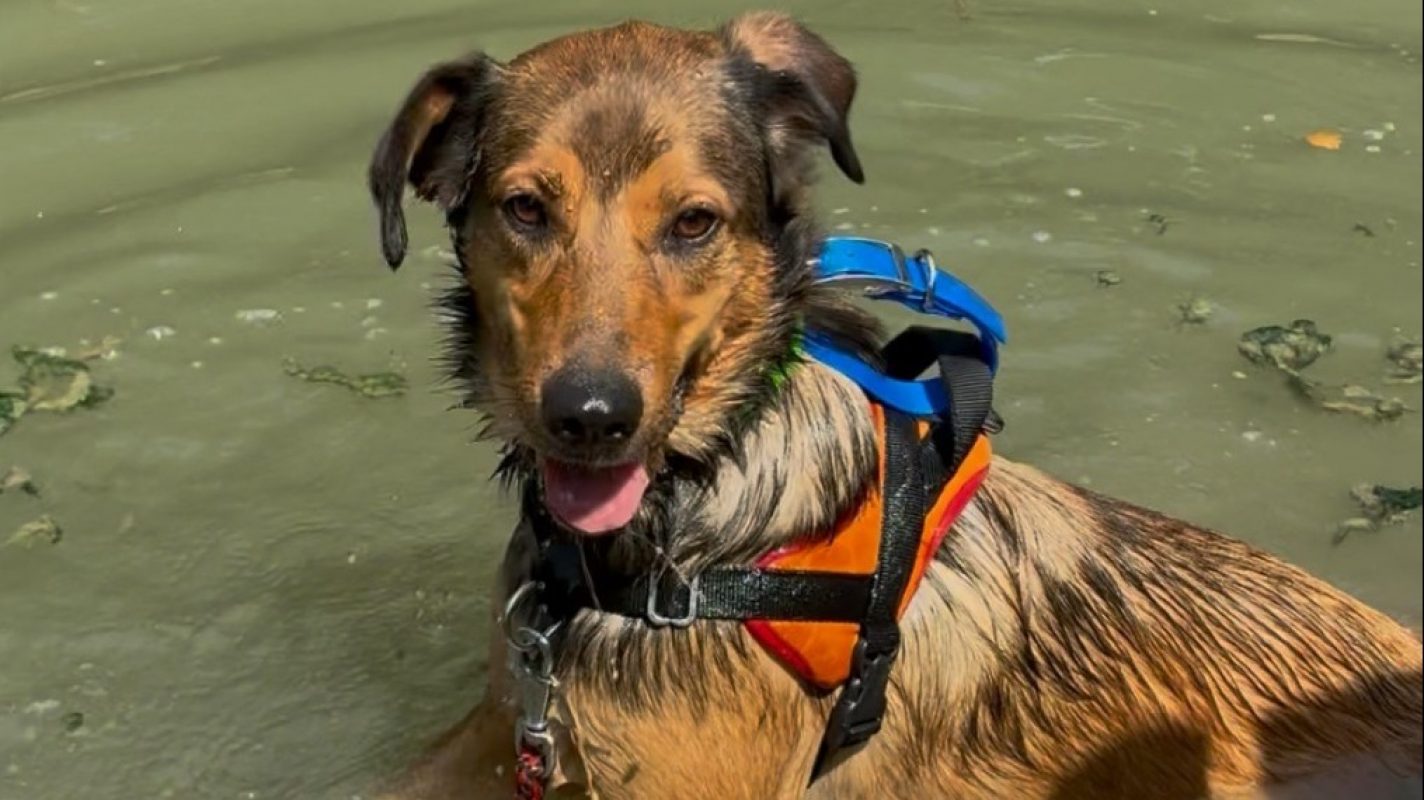 Louba - Chien Berger à adopter - photo 3